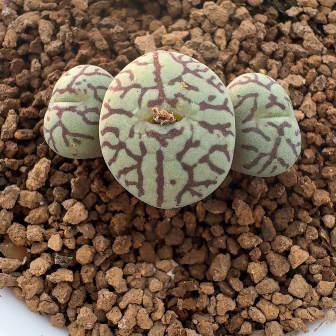 138一颗00000000000