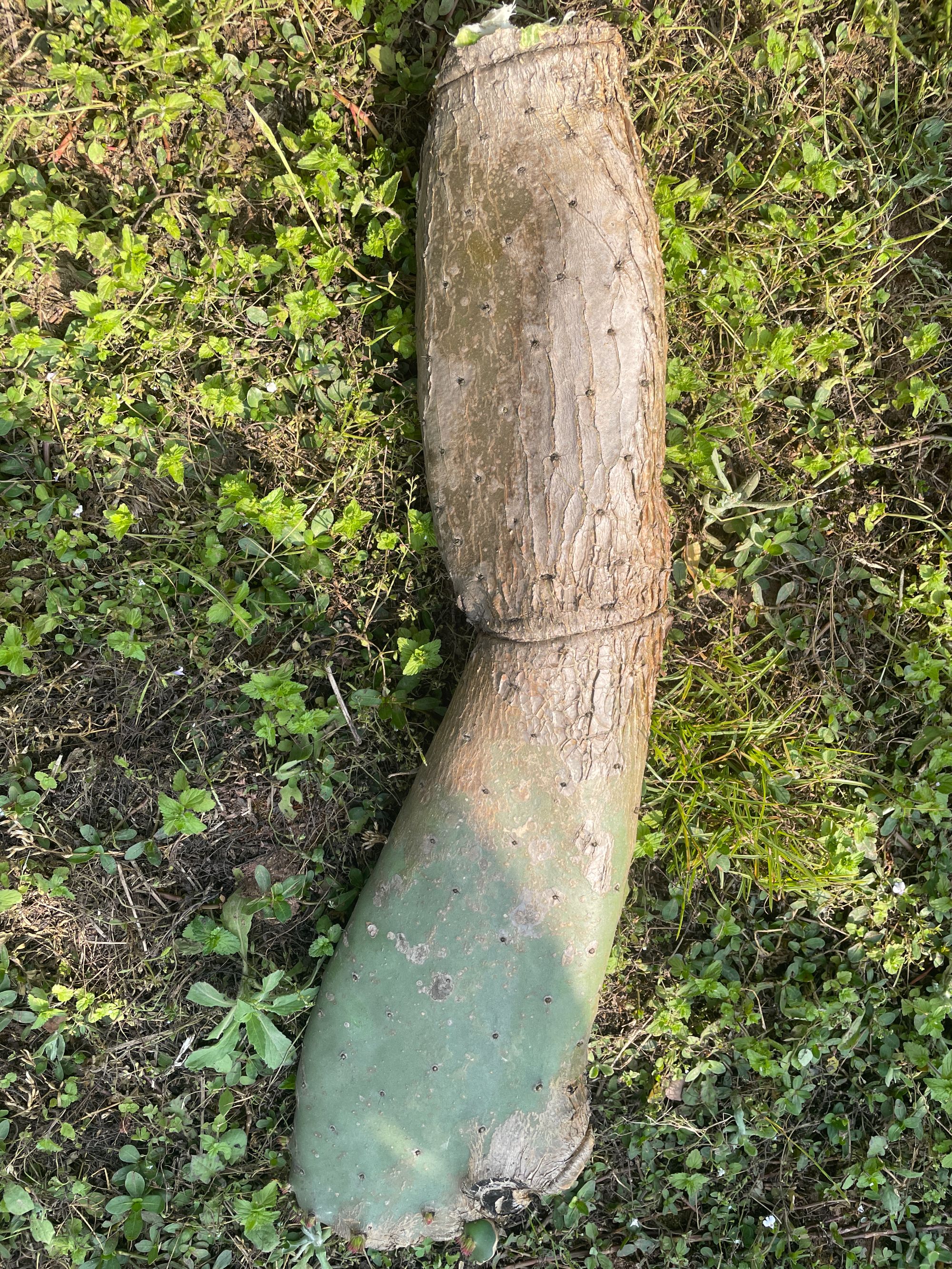 梨果老桩仙人掌（老药片）梨果品种炖汤价值高