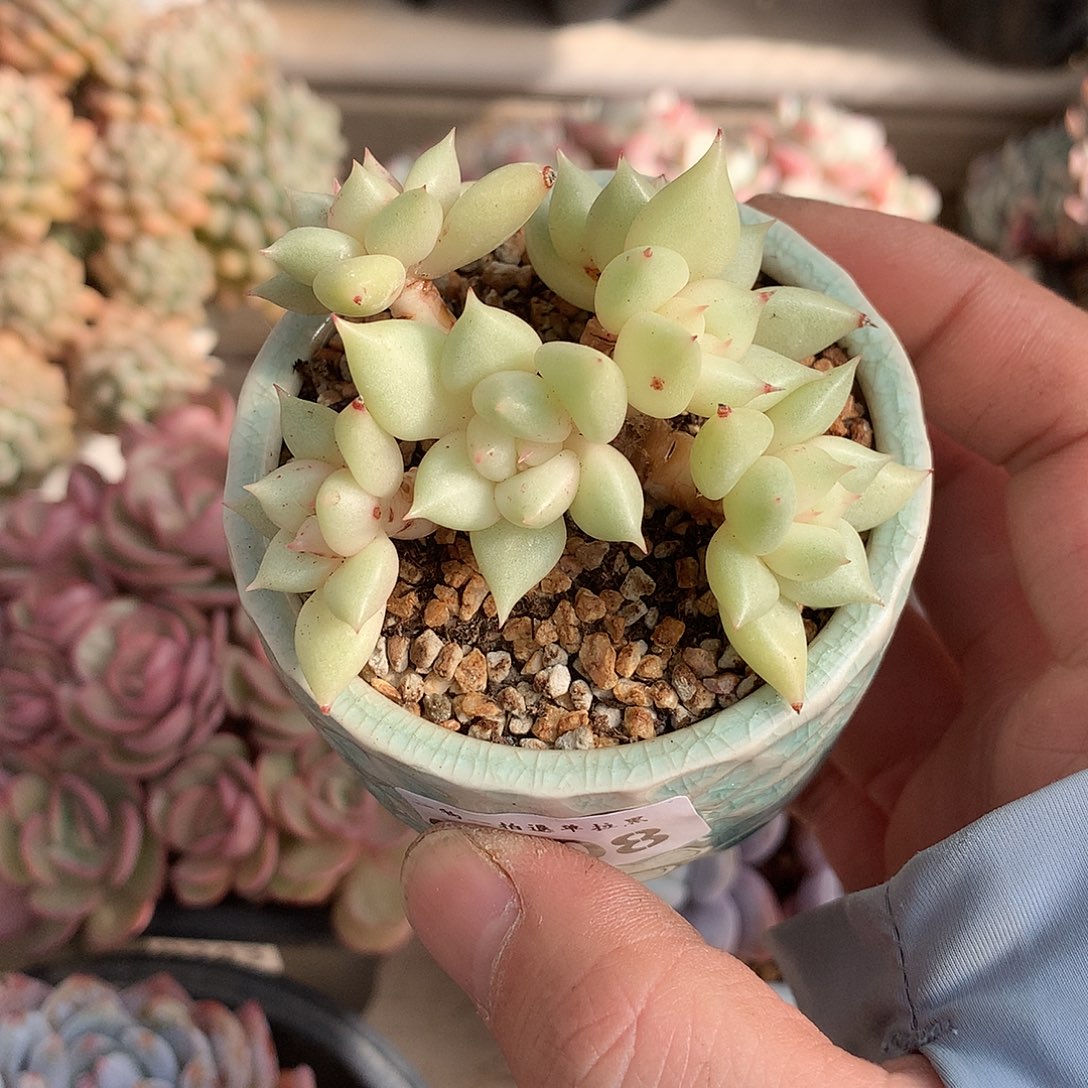 208黄金象牙多肉一颗6.5厘米