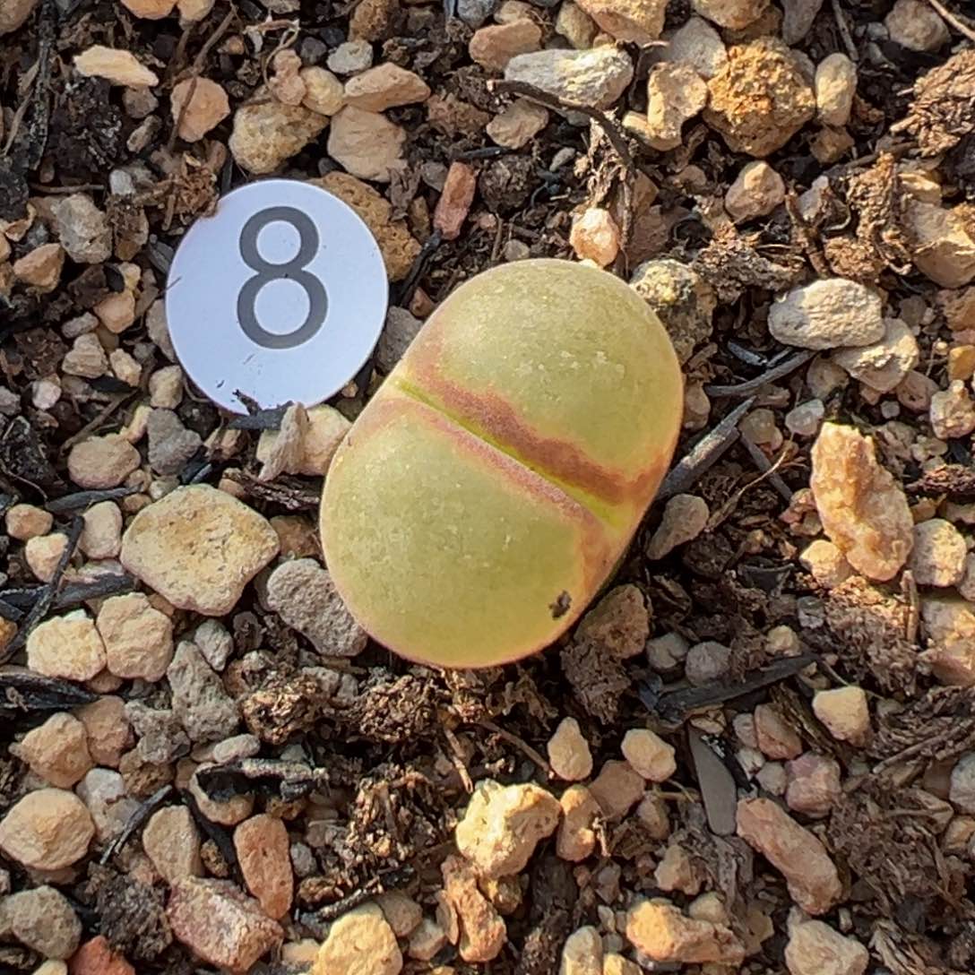 多2植物1111111111111111