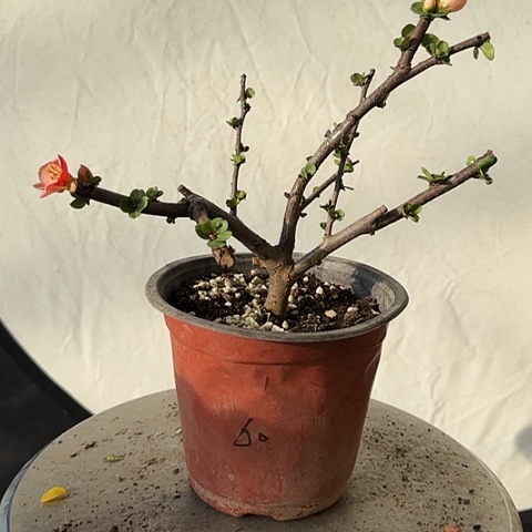 完全开放八重咲馨海客舍记得记得