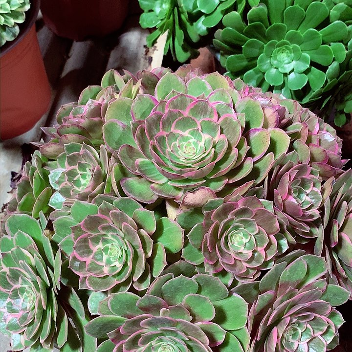 莲花座，有点微瑕