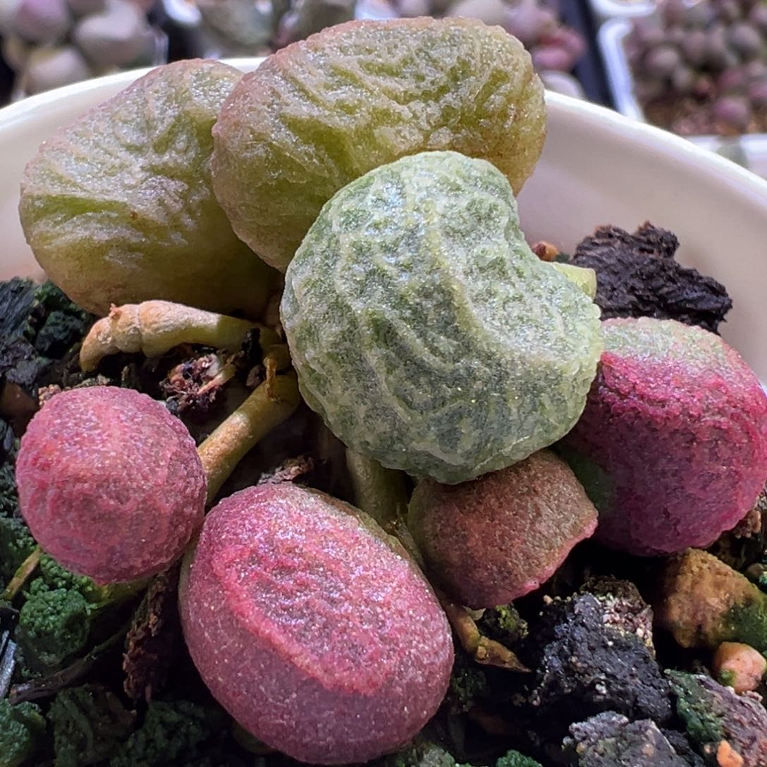 实生新品多肉植物水泡多肉植物水泡