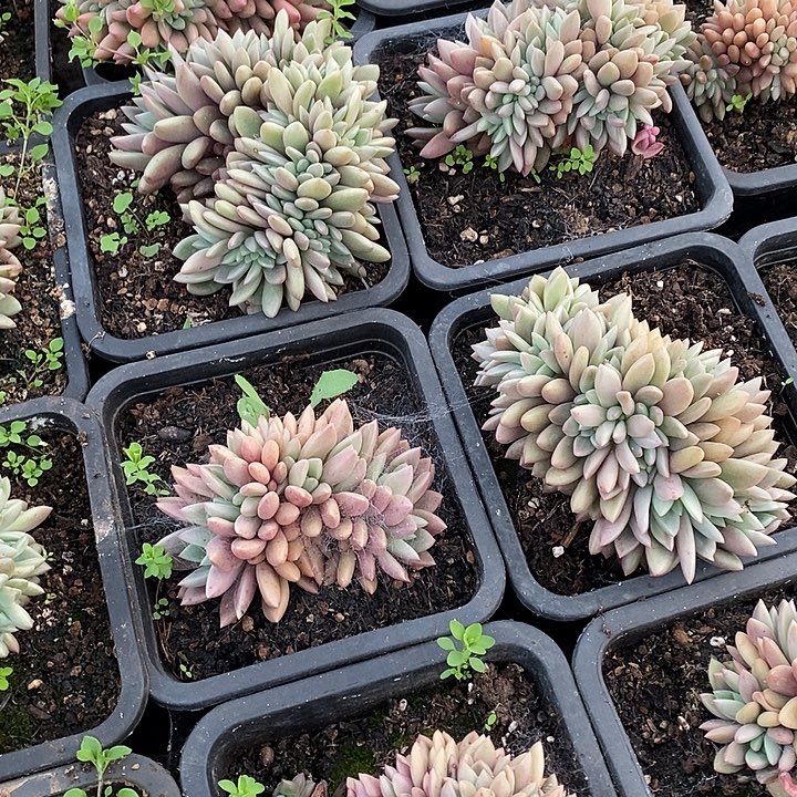 带血斑桃花源缀化