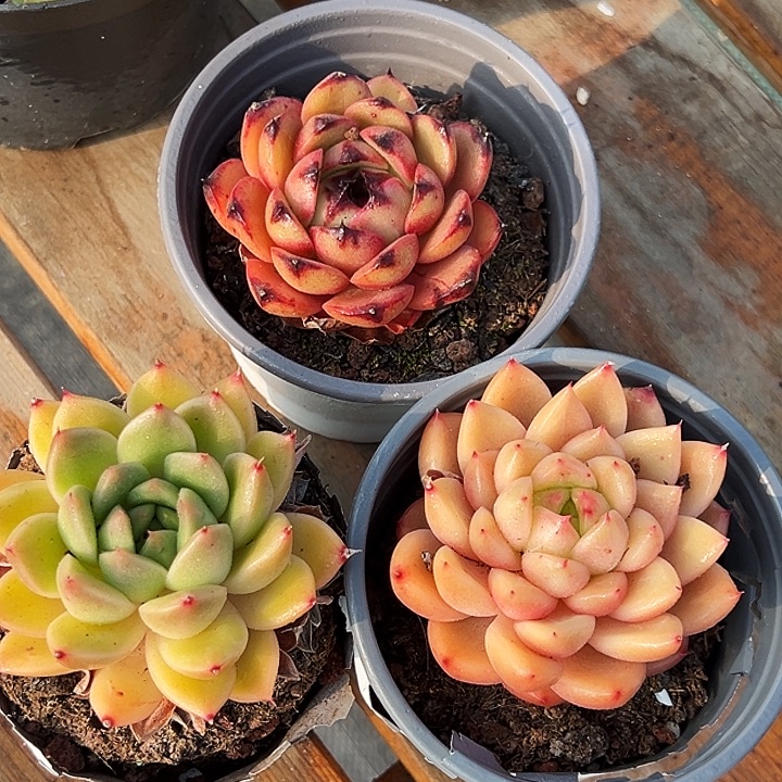 单头山果珍妮，单头春春珍妮，单头星空珍妮