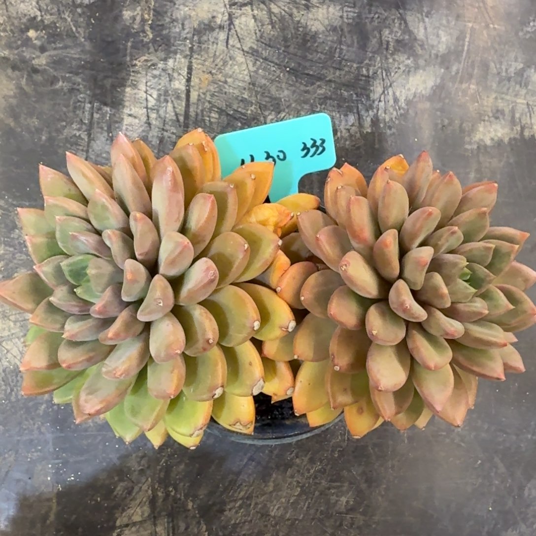 b***d一物一拍红象牙333