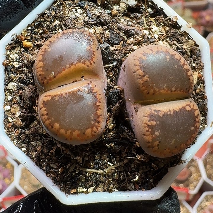 莓*汽生石花233:：：。   21