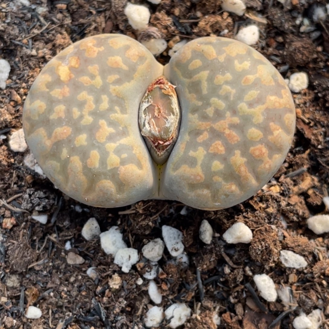 非偏远满20包邮665