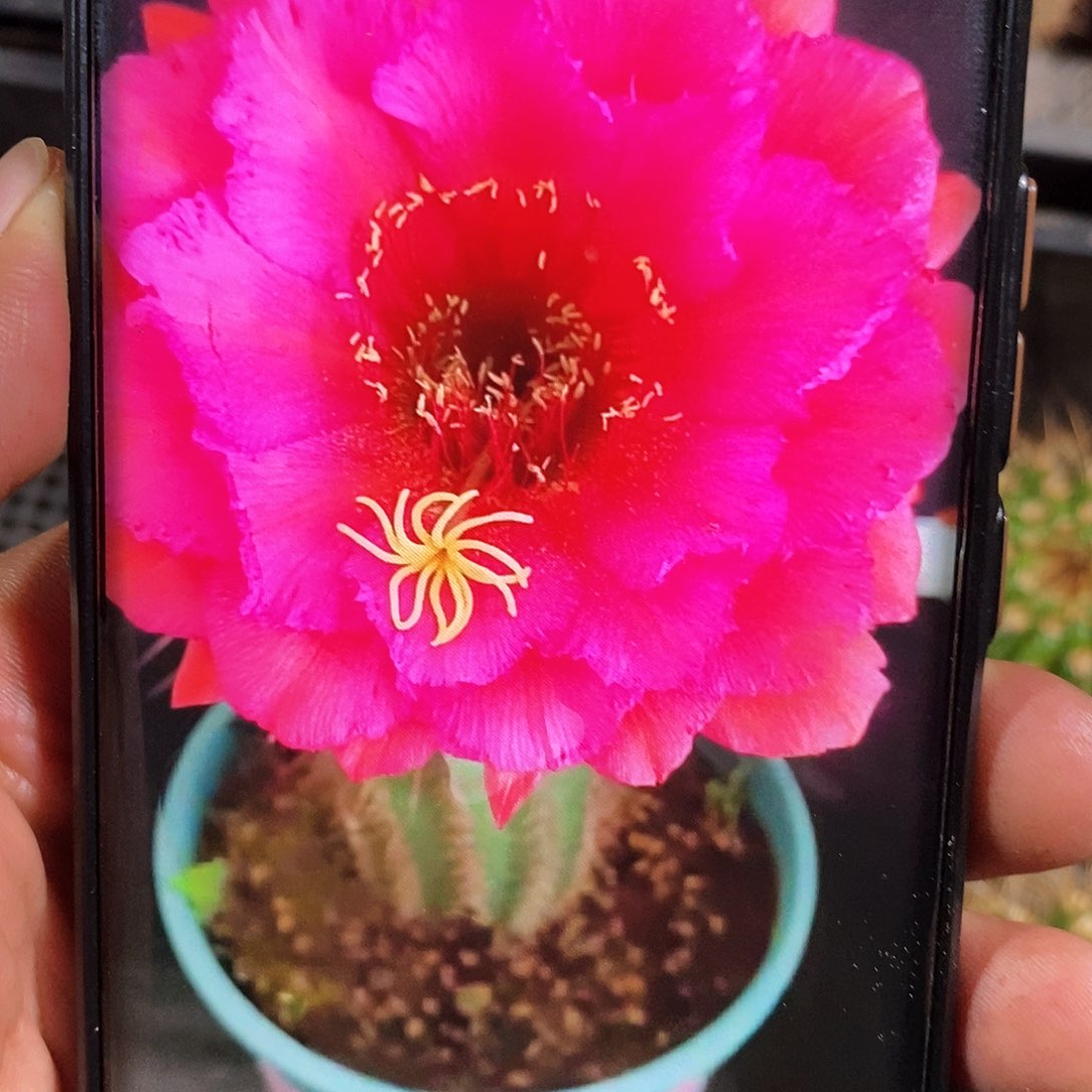 毛 流苏/侧芽歪20包邮/6公分