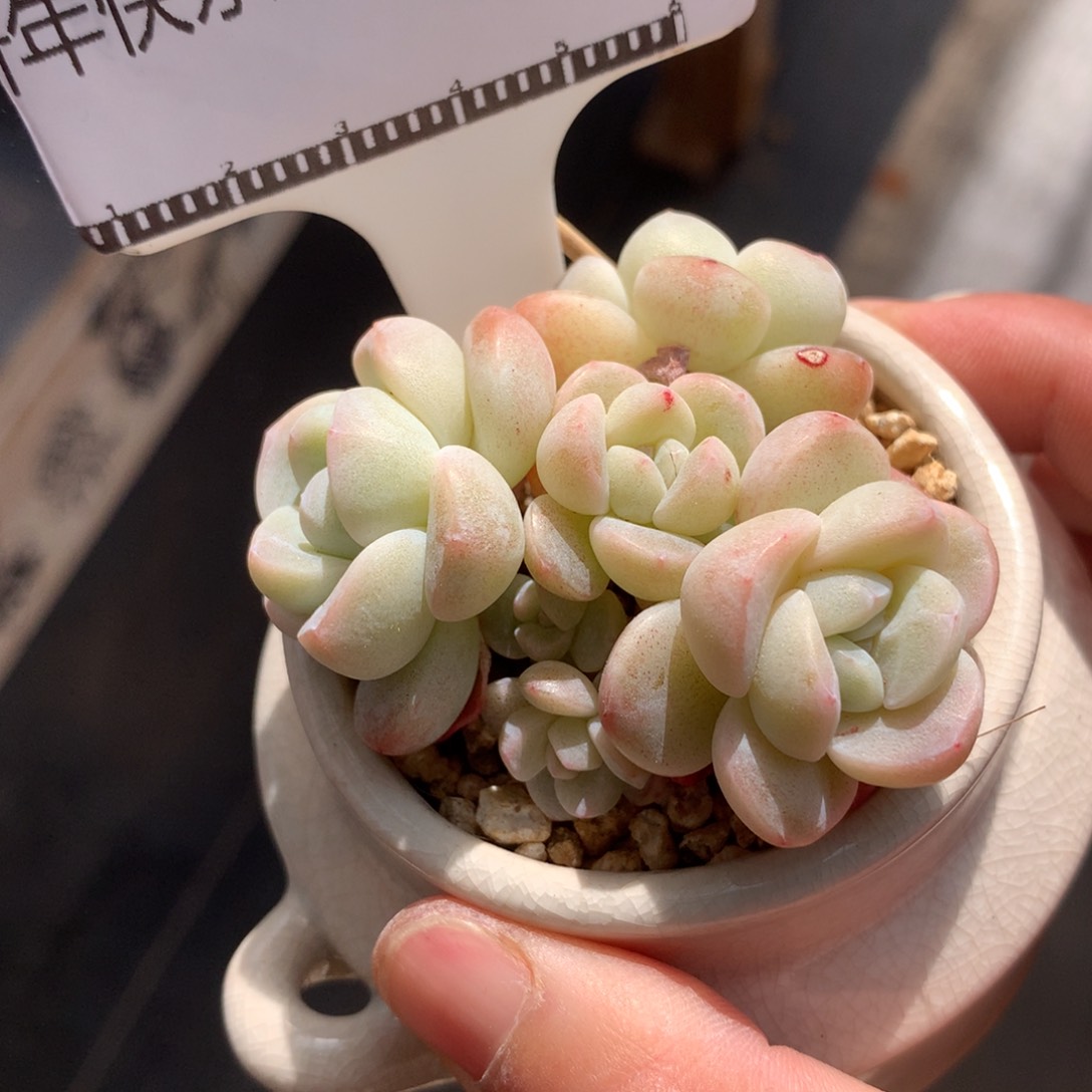 冰玉丸叶白底自然群