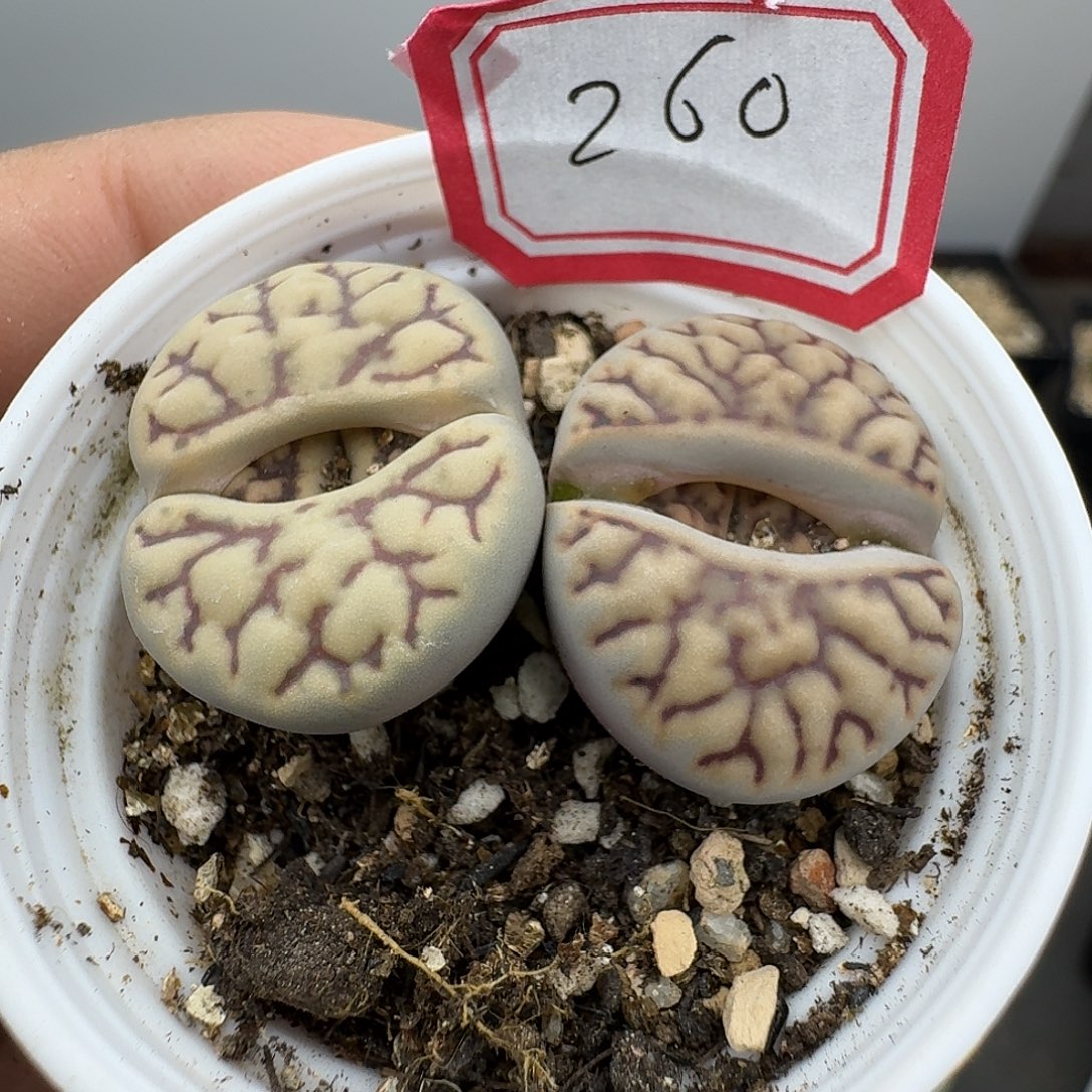 260多肉哈哈哈哈哈哈哈哈