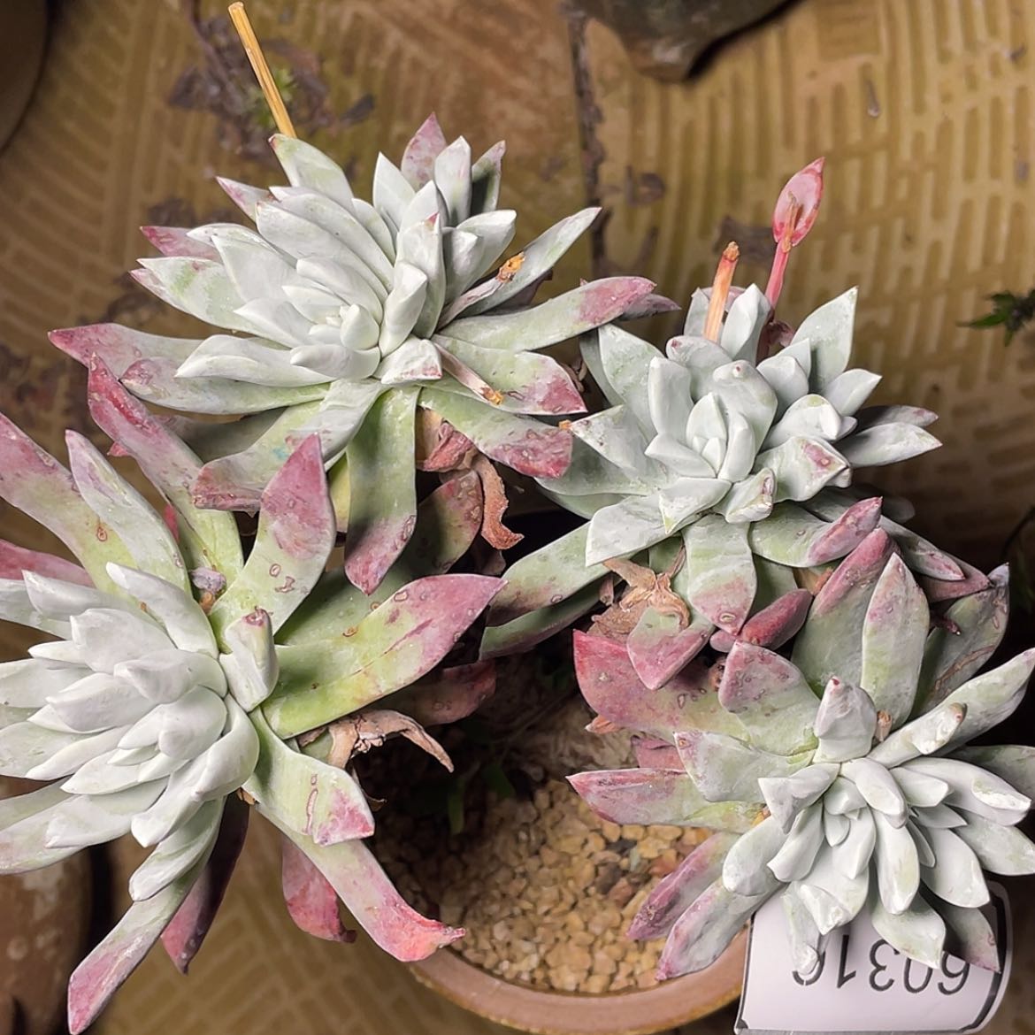 【闪购商品】刘丹白豪60316