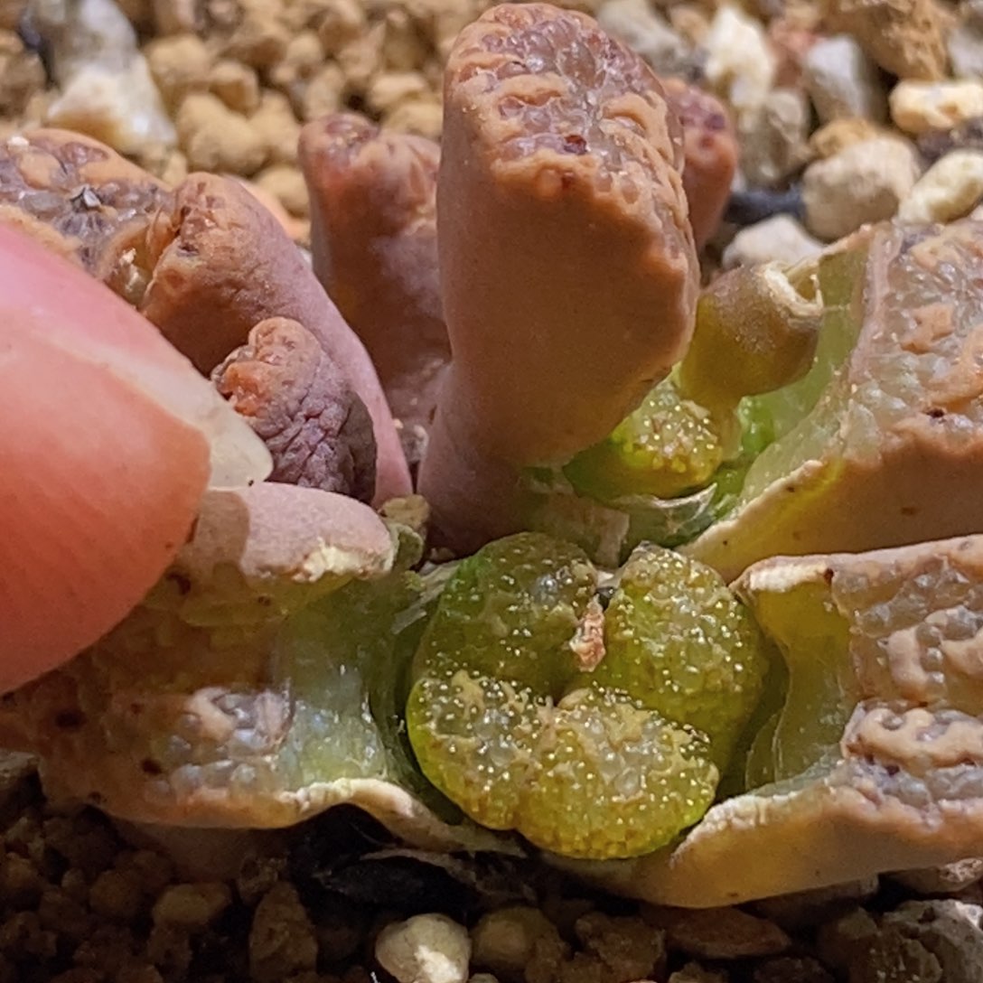 泡泡勋章群生好看好看好看