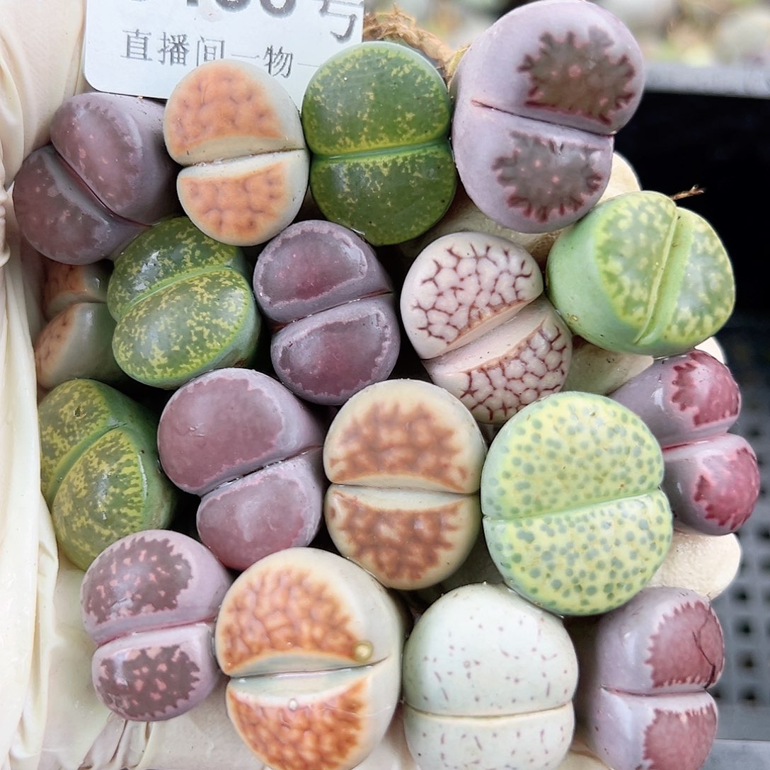 8458 好养易活生石花大母本18个