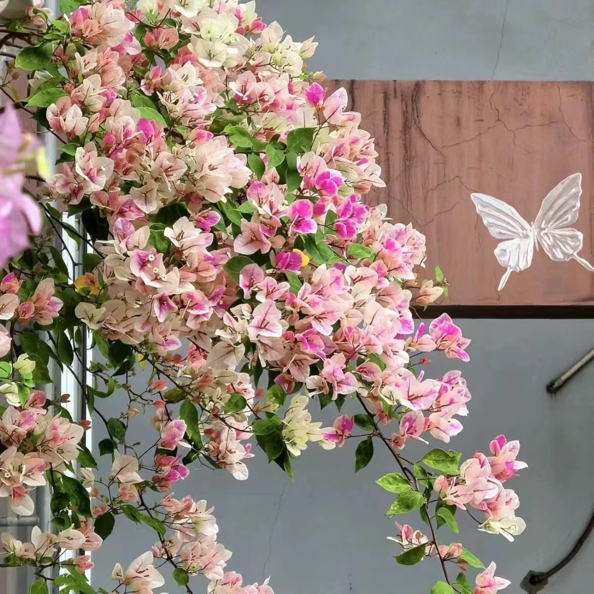 【漳红樱】（终生包对版）三角梅盆栽庭院飘枝不带花（不包后期养护）