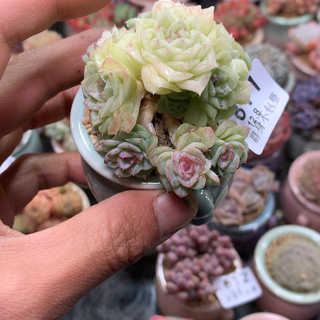 精控拇指盆12.8811