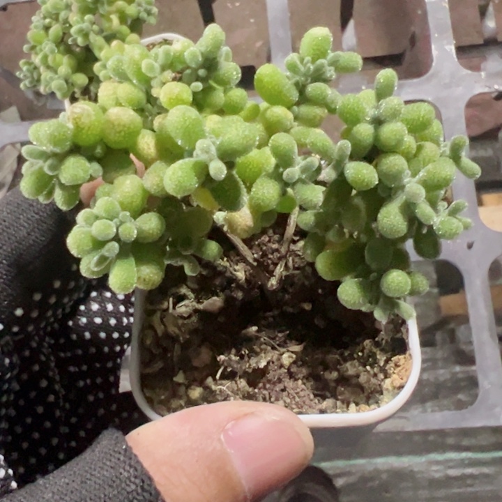 翡翠精品多肉植物