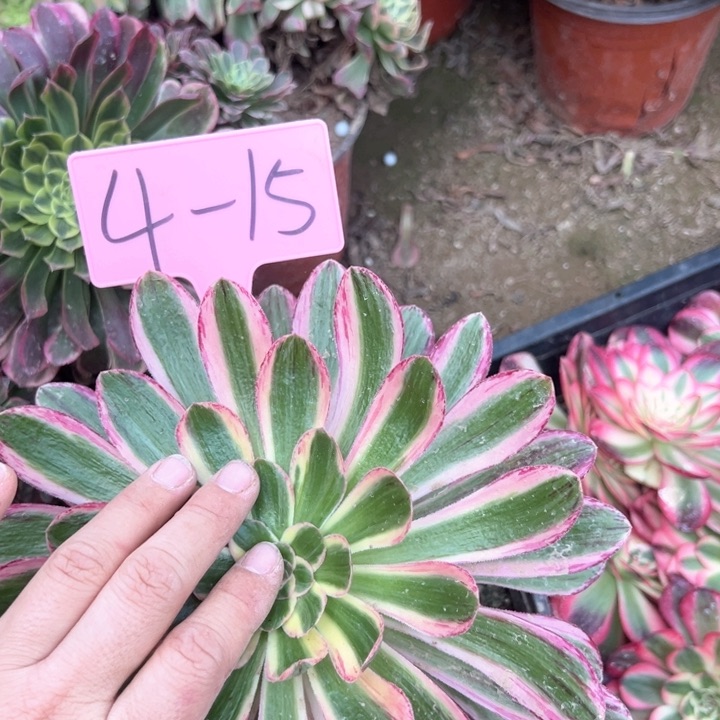 4-15微锦锦多肉植物