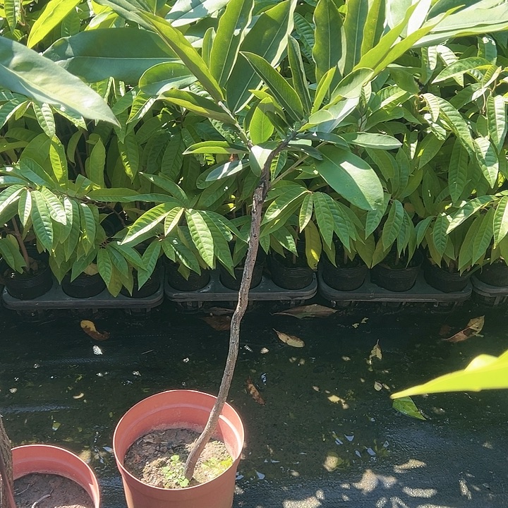 *****天使1479733895377557