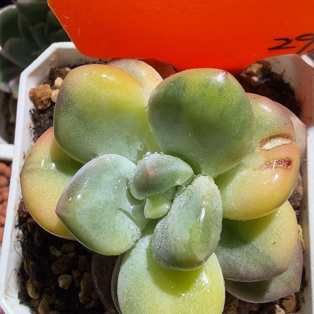 香水锦，多肉植物