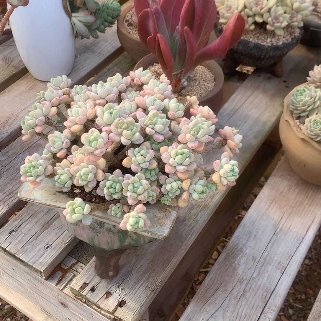 蓝***1劳尔多肉植物脱土