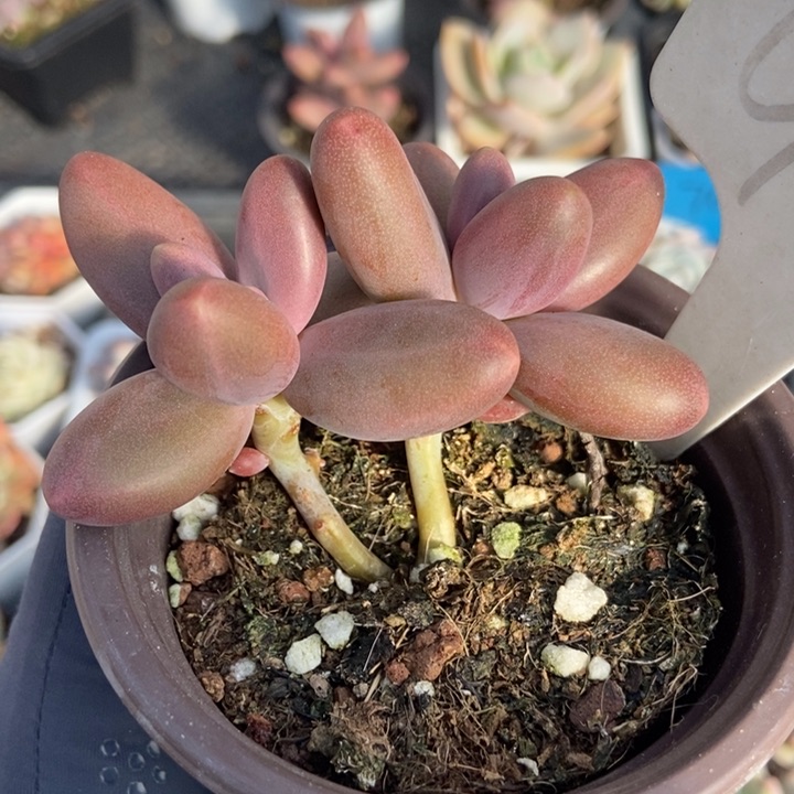 952糖果美人多肉植物