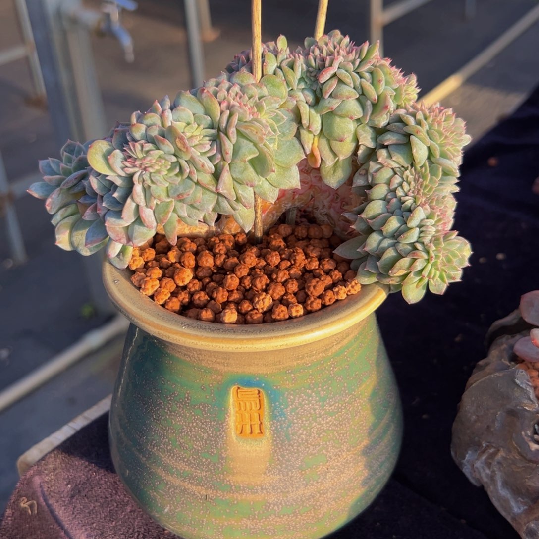  新年快乐新年快乐