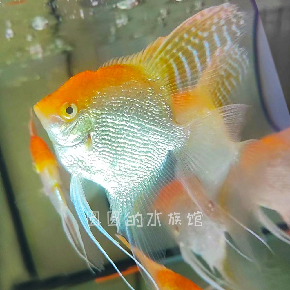 【金鼎金头仙】燕鱼七彩神仙鱼淡水小型观赏鱼活体适合新手饲养