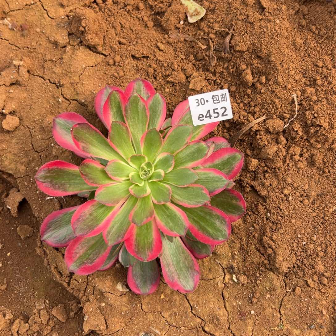 452妖月多肉法师