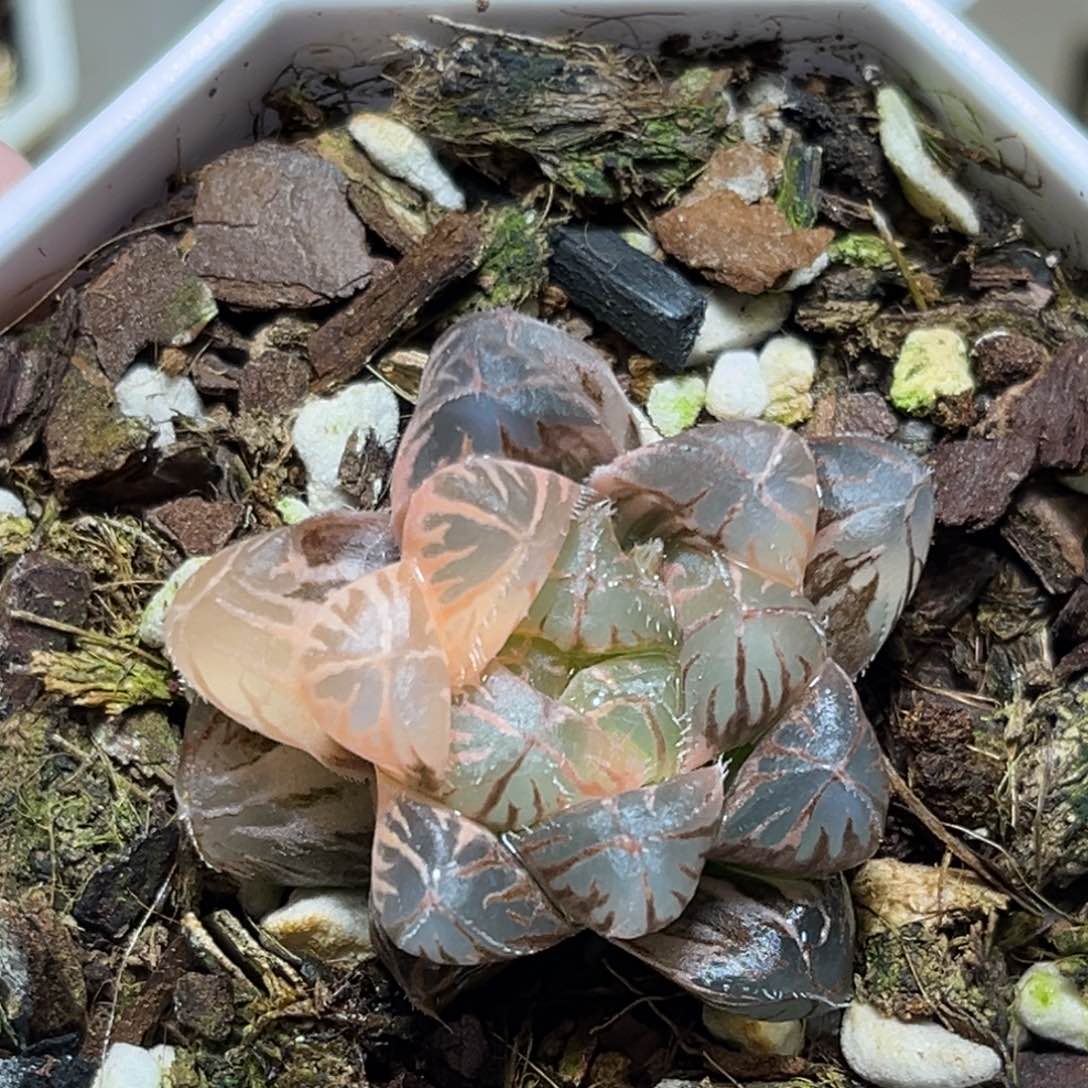 恭喜发财大吉大利880多肉