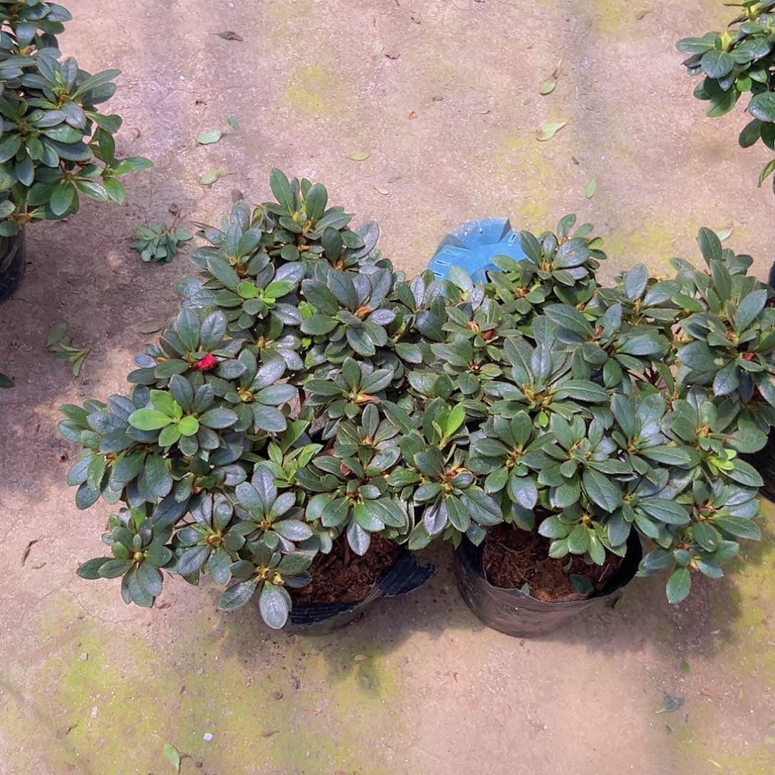 用***6大部分花苞少量开放两棵