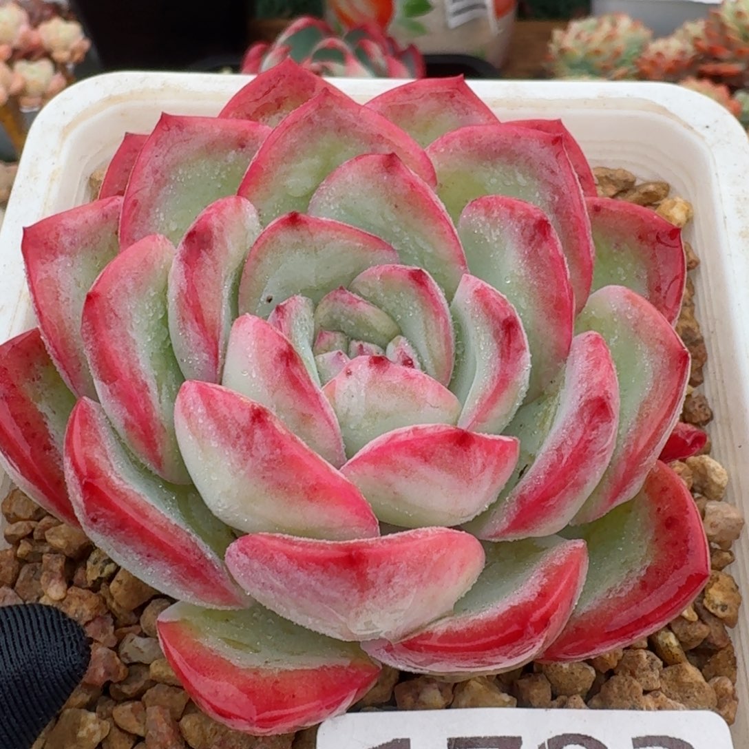 1793一物一拍（满28包邮）