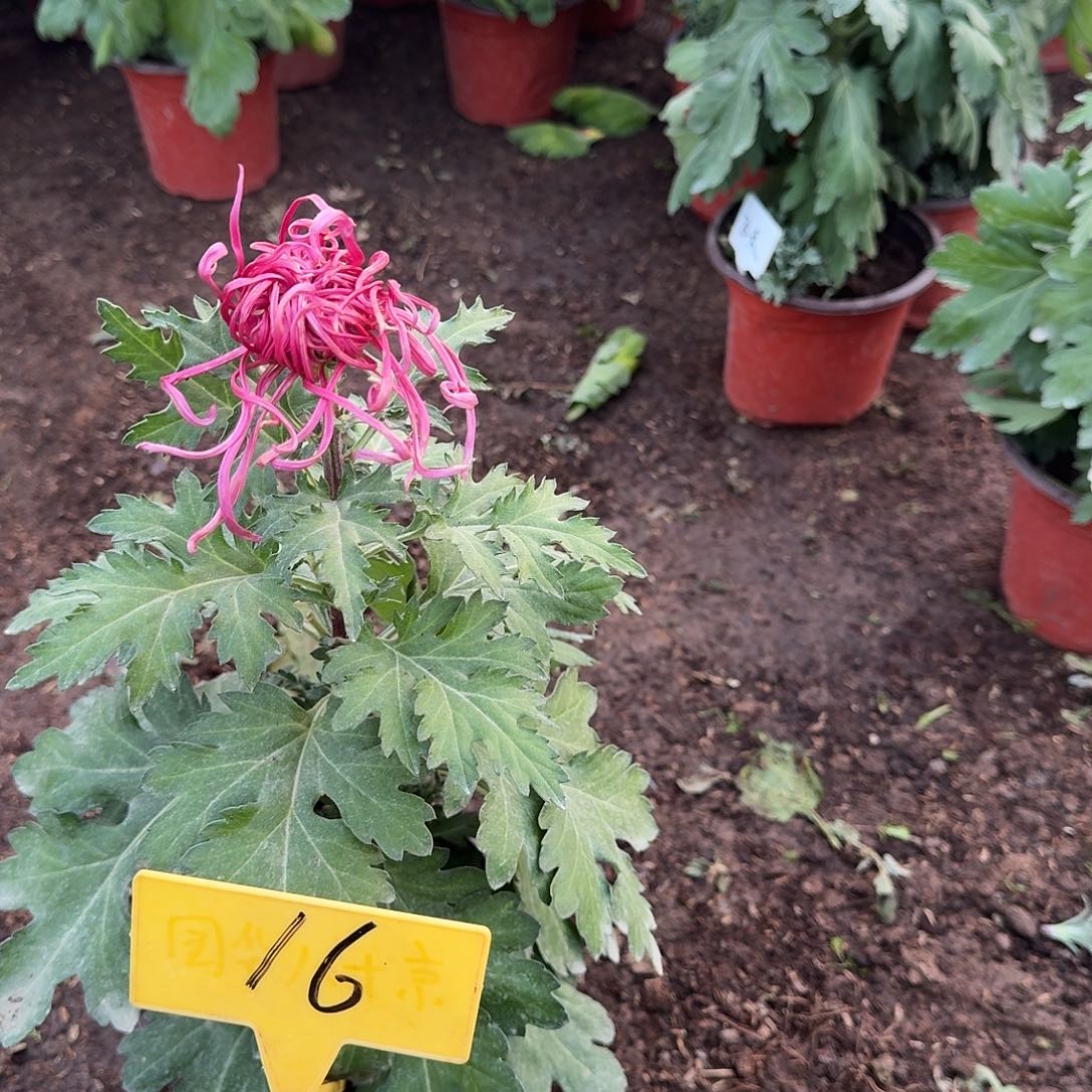 萌***妈大部分花苞少量开放16假飞天