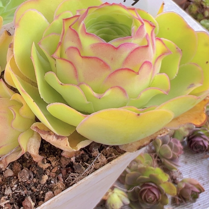 山地玫瑰多肉植物19