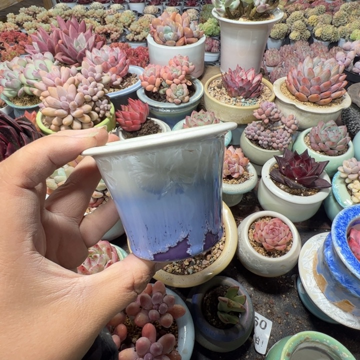 特价花盆满50发货内口7