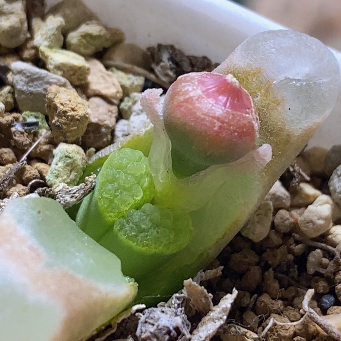 1788磁tie好看好看