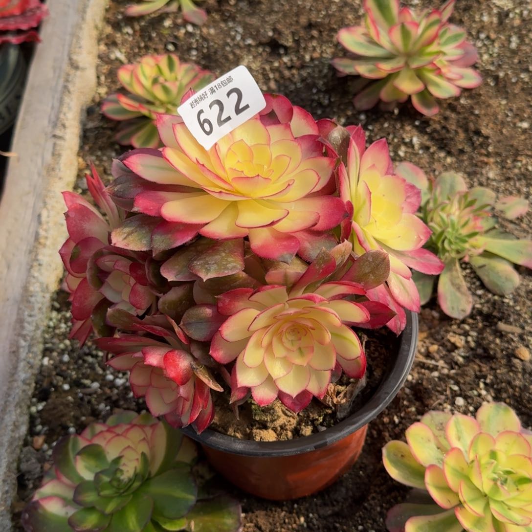 622荔枝 多肉植物