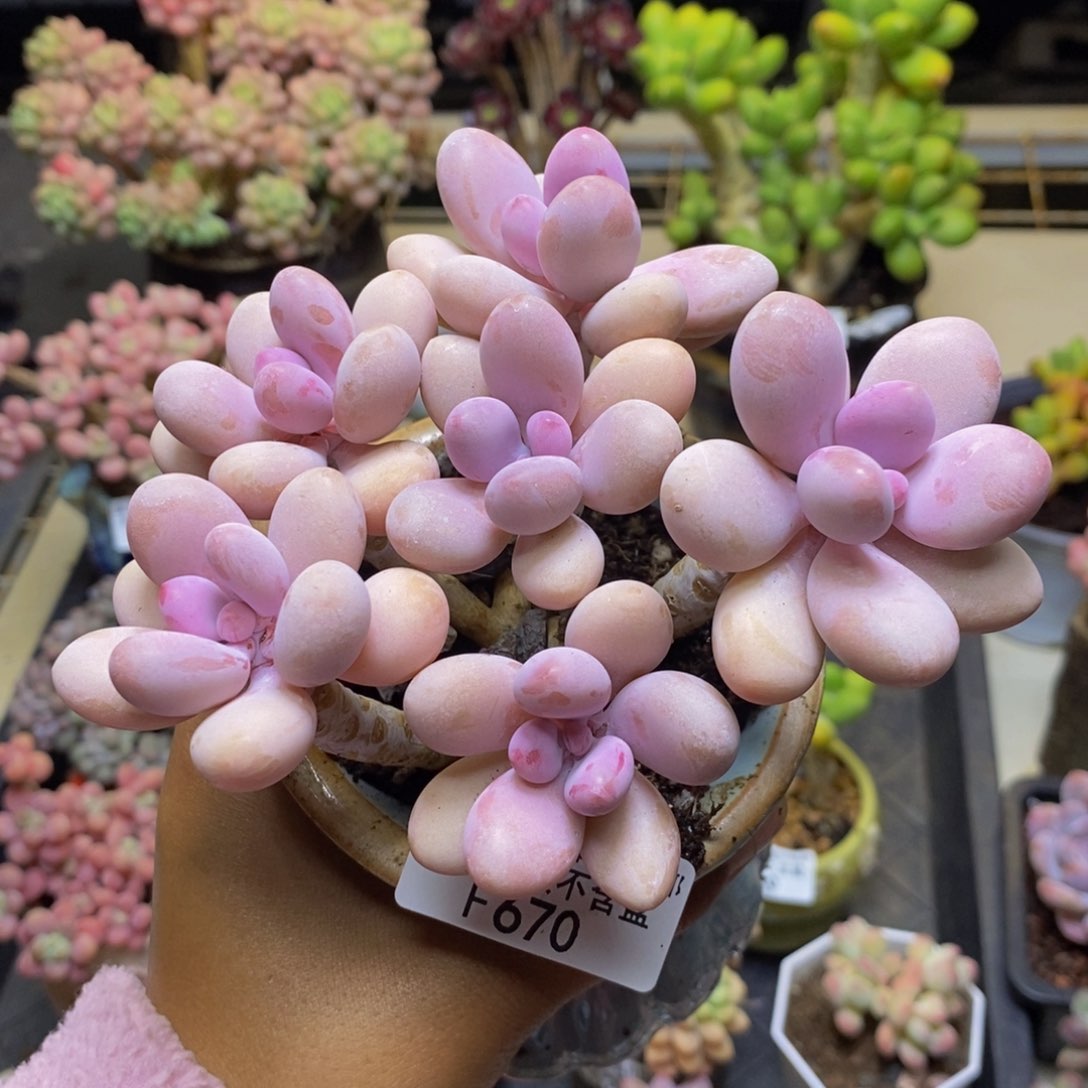 670糖果桃蛋多肉10c m