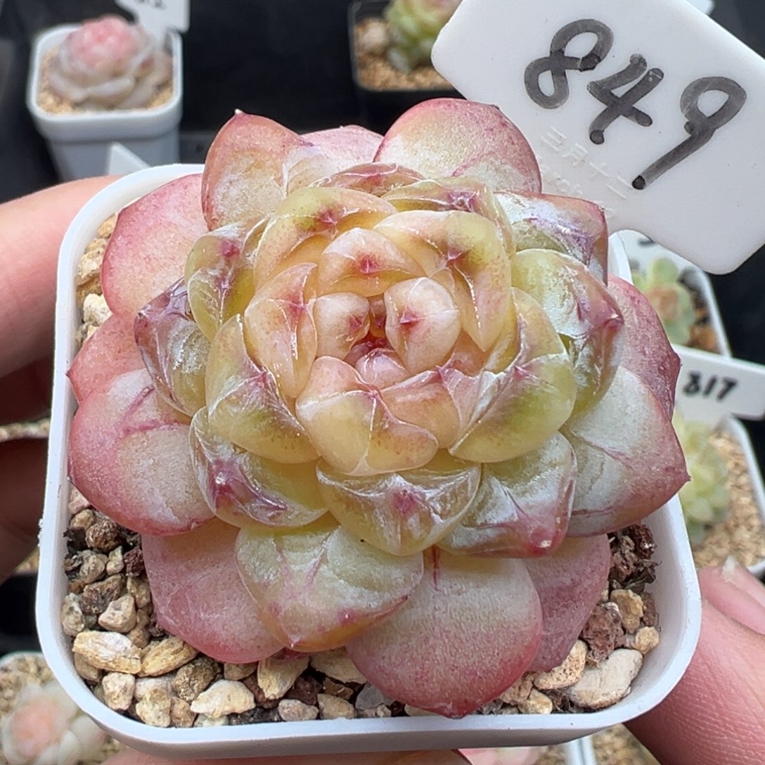 849号果冻甜心 晗雨