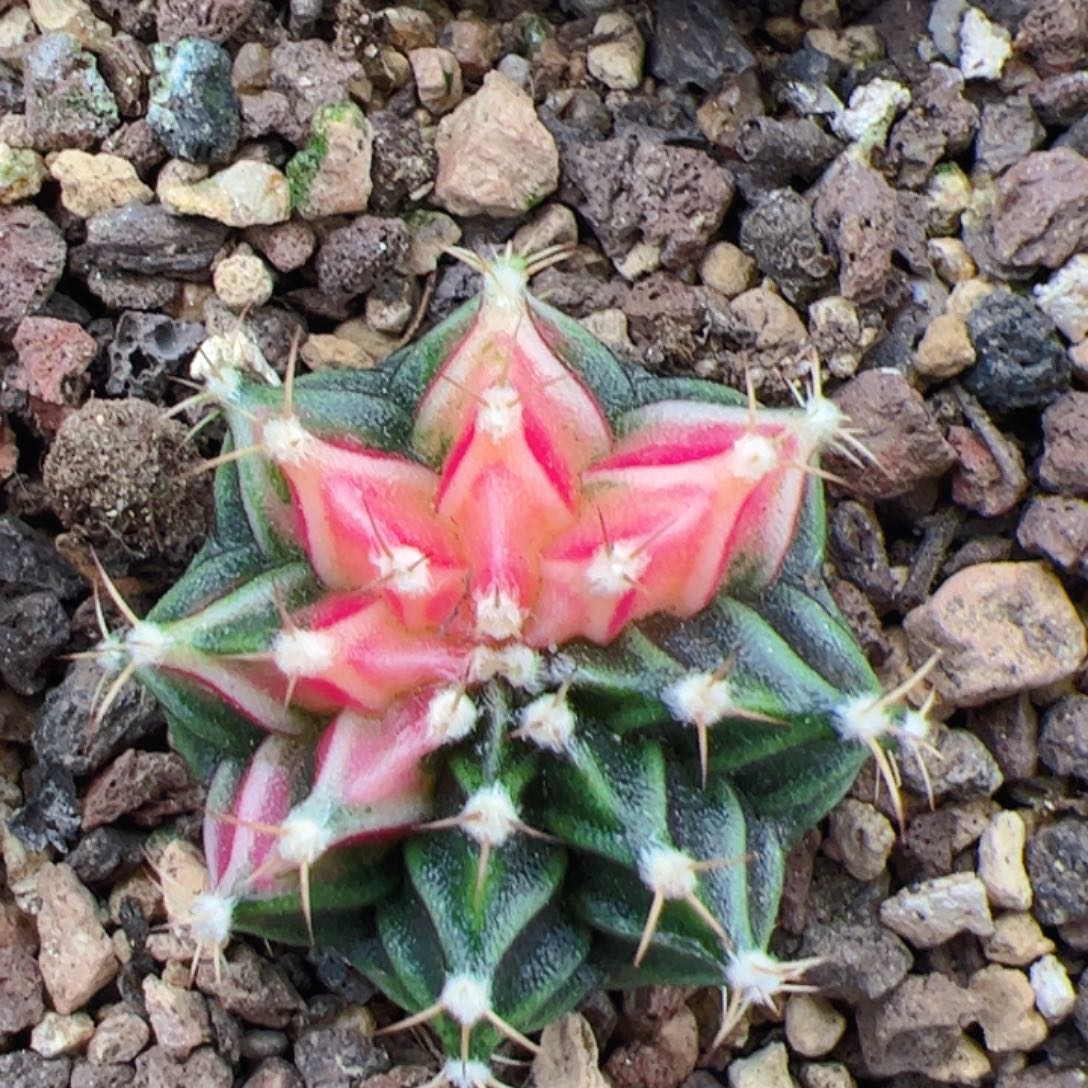 当前无花栽培后可以开花