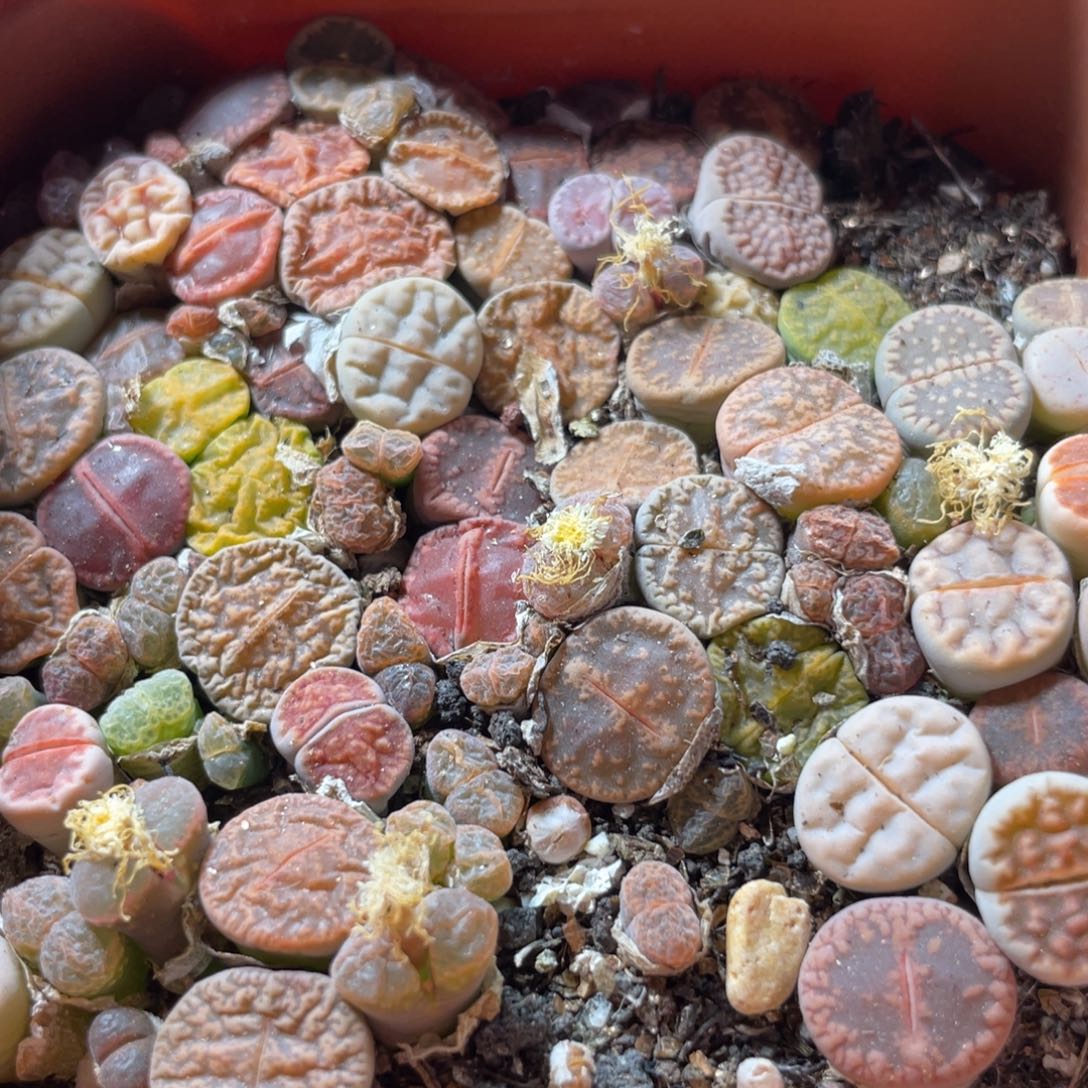 大盆特价一物一拍～40