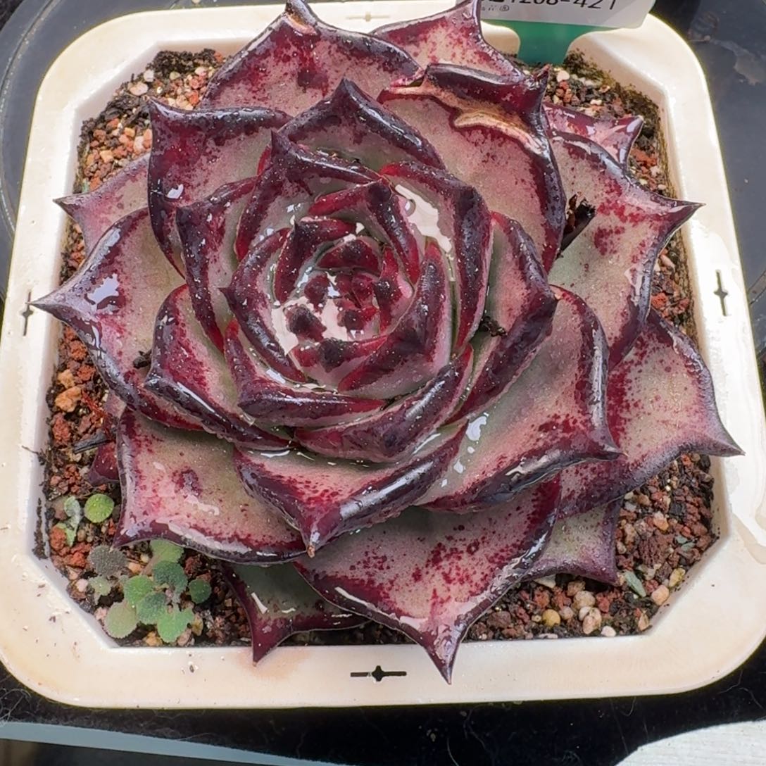 从前慢多肉精选编号1208.421