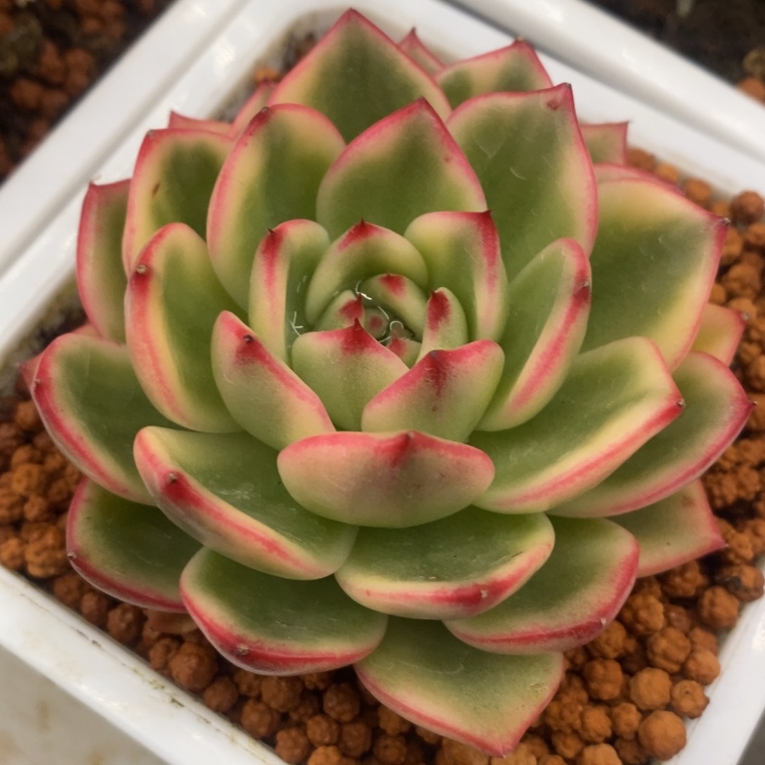 朱碧锦 多肉植物