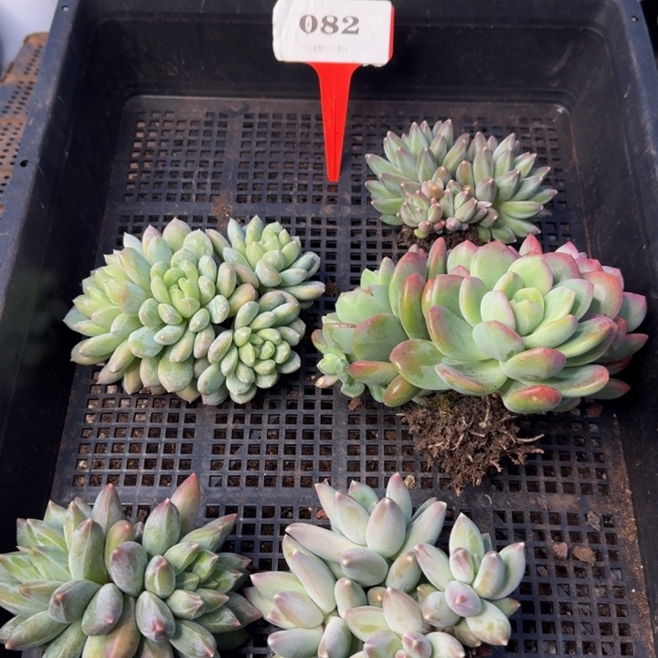 082多肉植物一物一拍