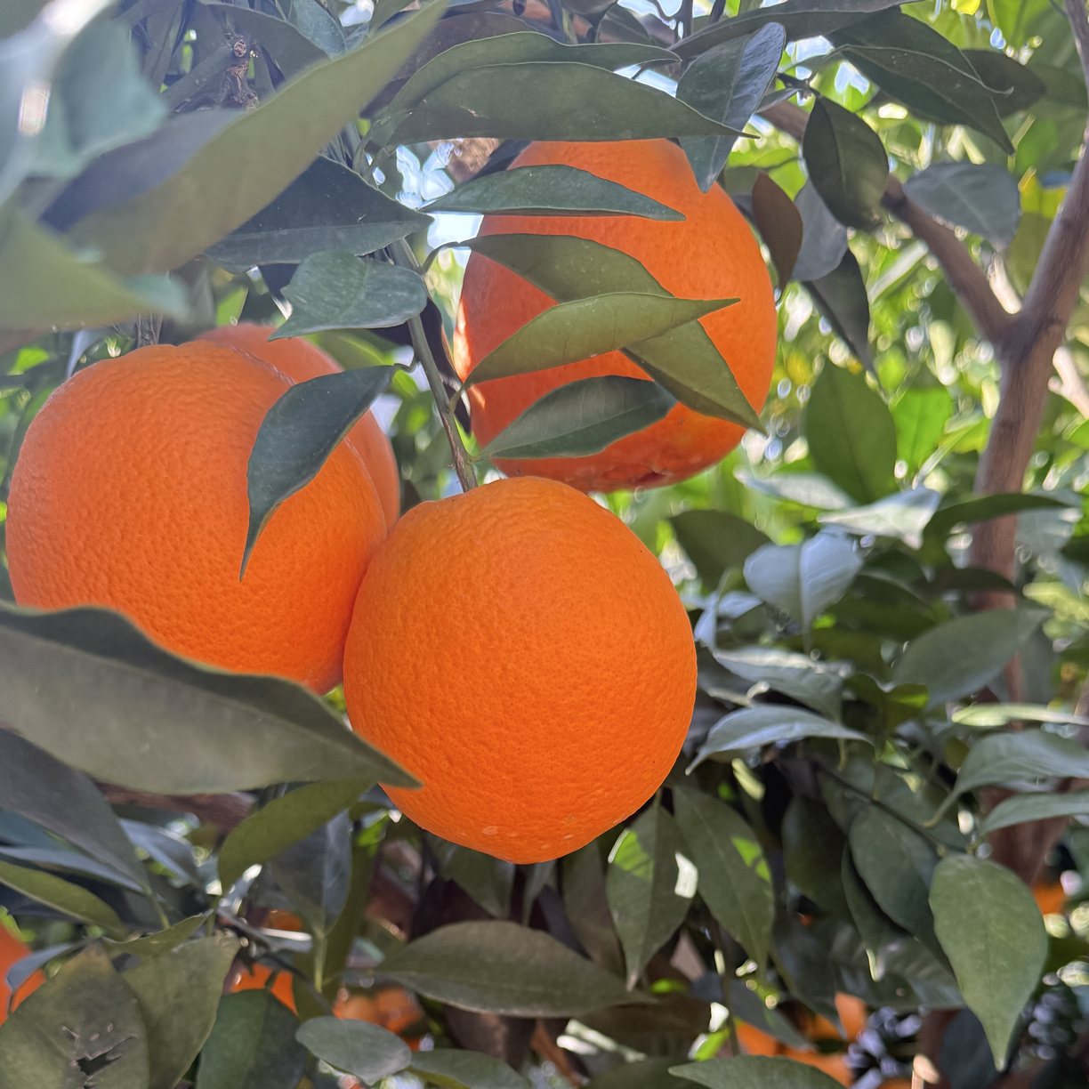 湖北宜昌纽荷尔高山脐橙 现摘现发