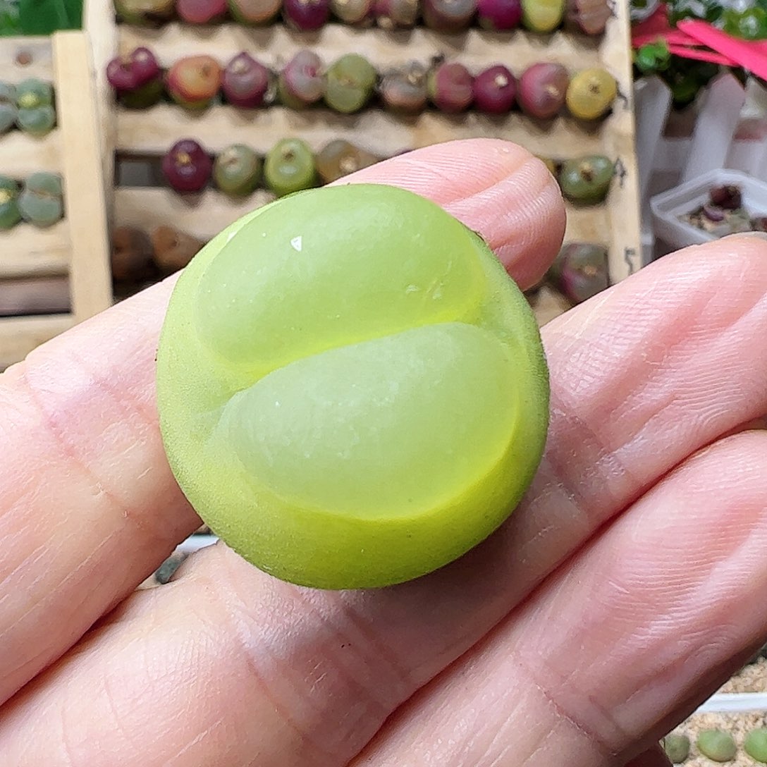 2.5厘米拉登一颗……………………………………