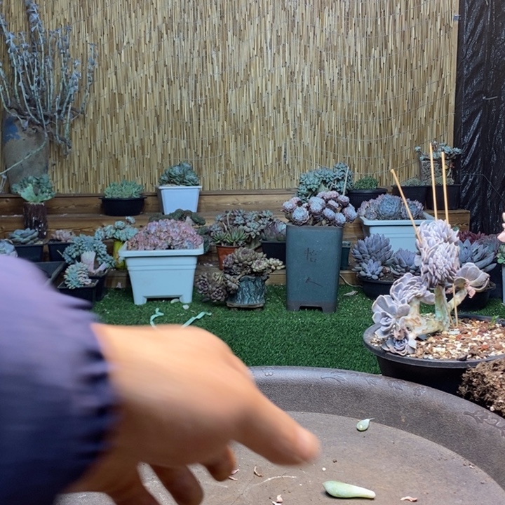 用***156号白胖子多肉植物