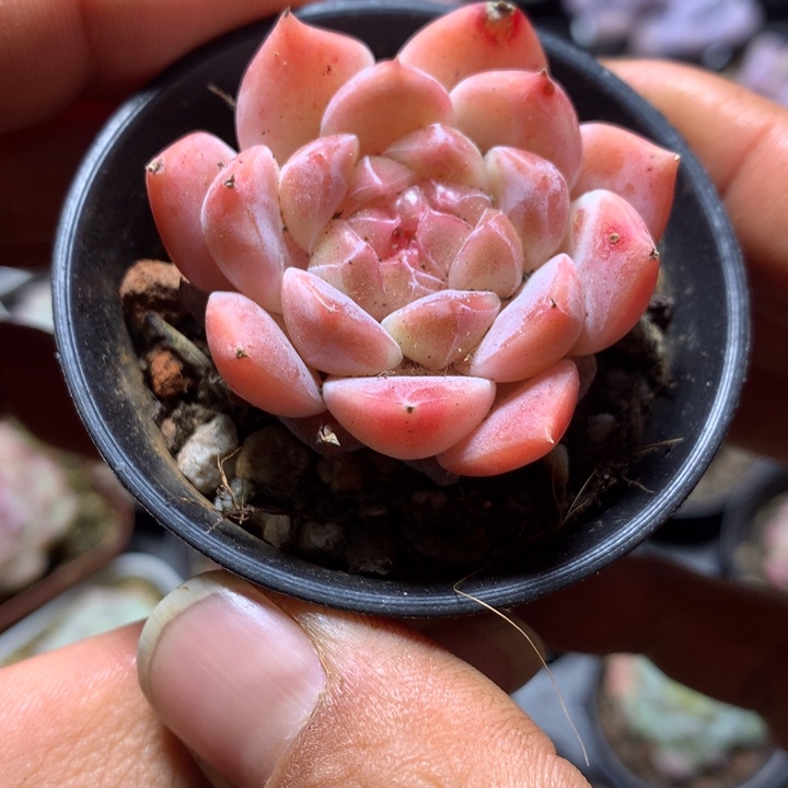 精控冰魄一物一拍