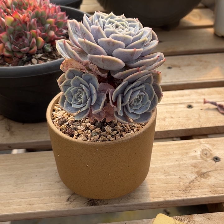 鎂***辰蓝色惊喜多肉植物323