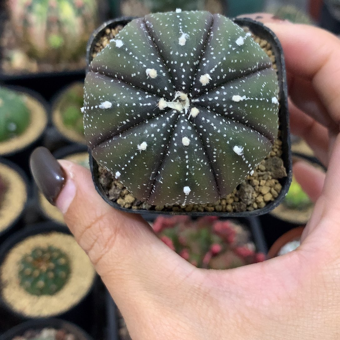 福利紫皮细雪花连线兜